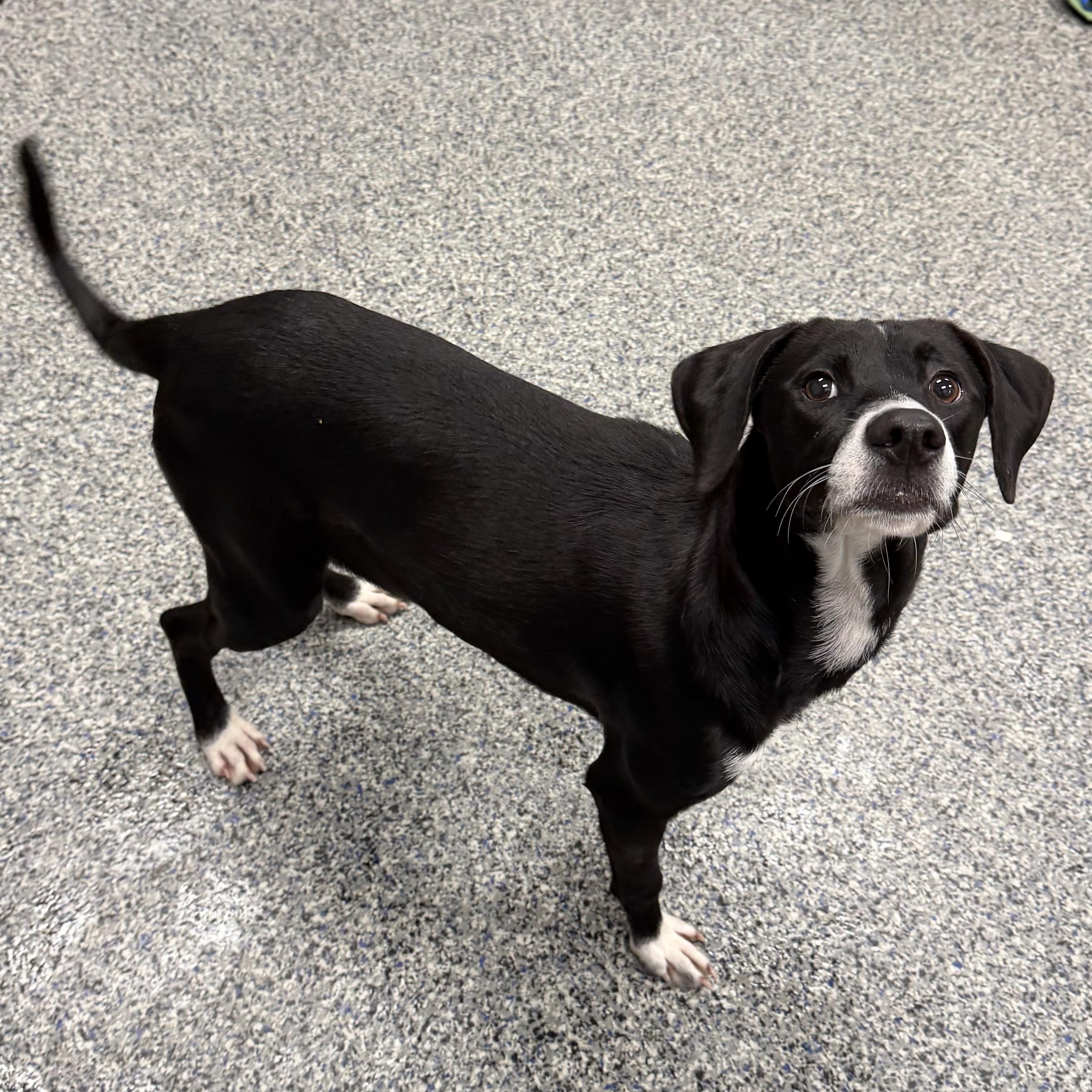 Enlarge BILLIE, a Adoptable mixed breed in Cranston, RI image 1/3