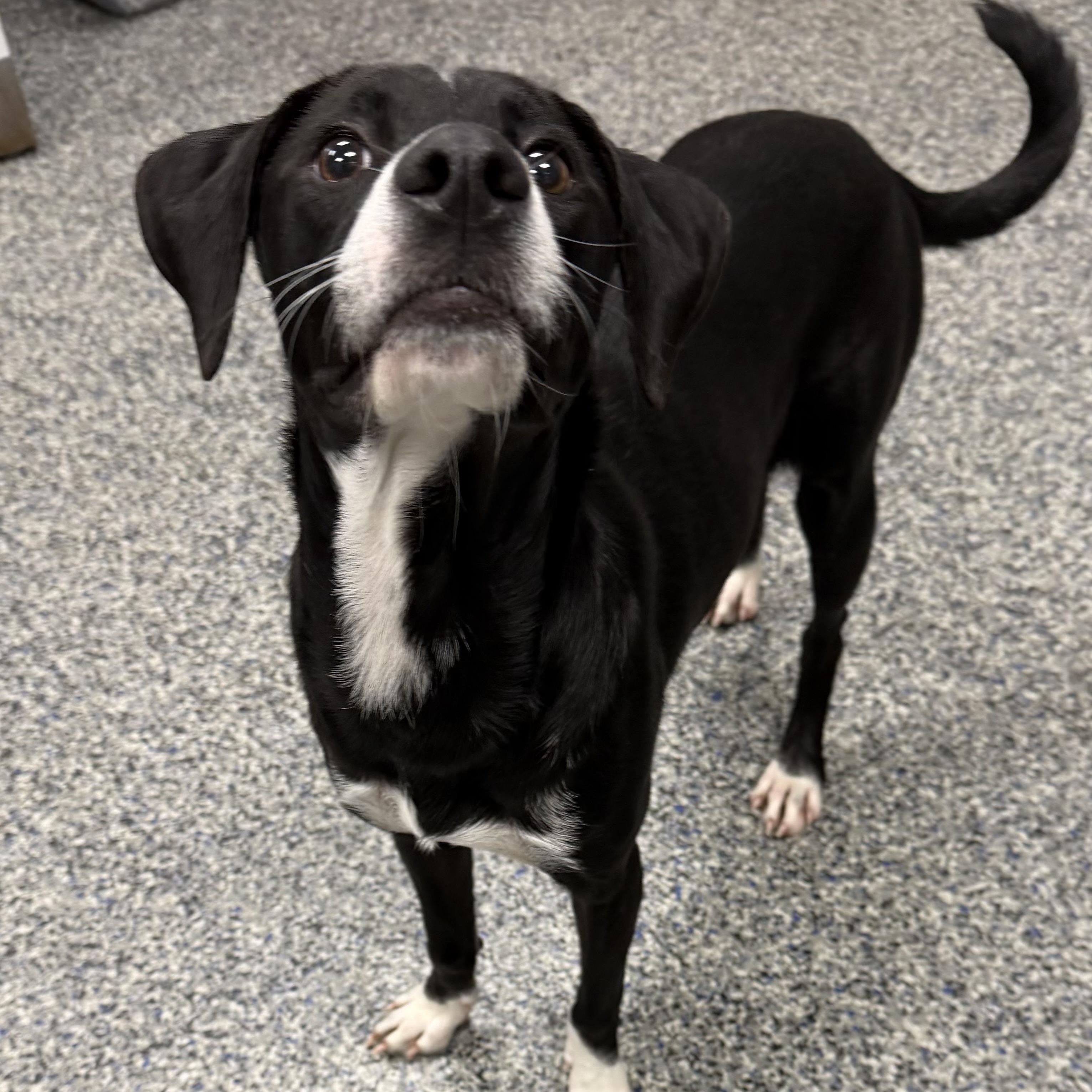 BILLIE, Adoptable, Puppy Female Mixed Breed.