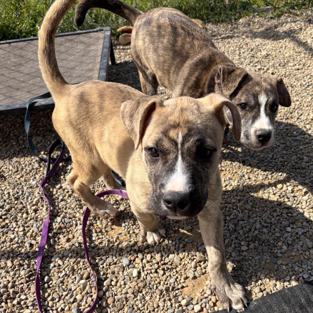 Moose, a Adoptable mixed breed in Columbia Station, OH image 1/6