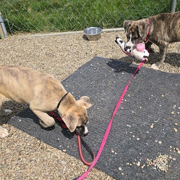 Moose, a Adoptable mixed breed in Columbia Station, OH image 2/6