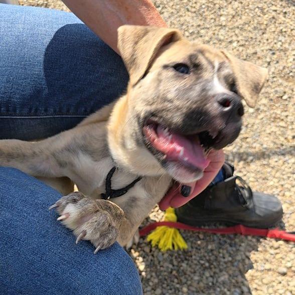 Moose, a Adoptable mixed breed in Columbia Station, OH image 3/6