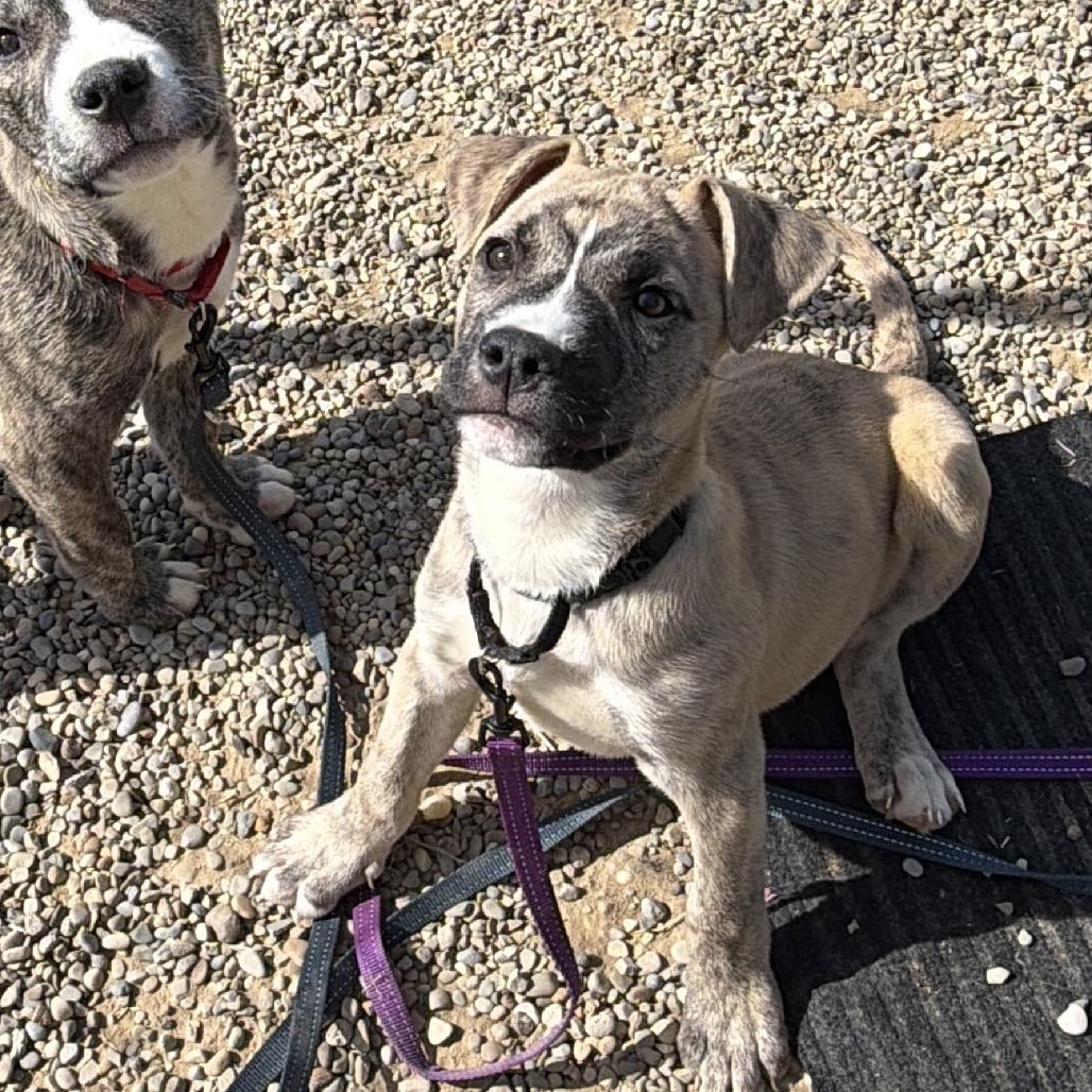 Moose, a Adoptable mixed breed in Columbia Station, OH image 4/6