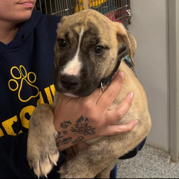 Moose, a Adoptable mixed breed in Columbia Station, OH image 5/6
