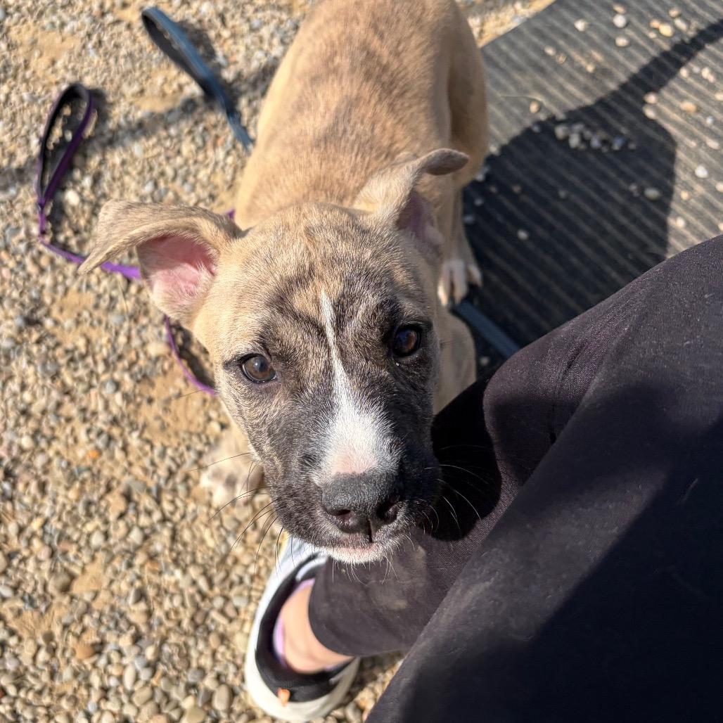 Moose, a Adoptable mixed breed in Columbia Station, OH image 6/6