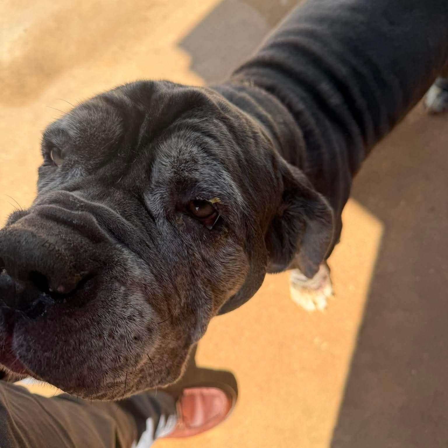 Enlarge Ruby, a Adopted Neapolitan Mastiff in Lexington, NC image 3/3