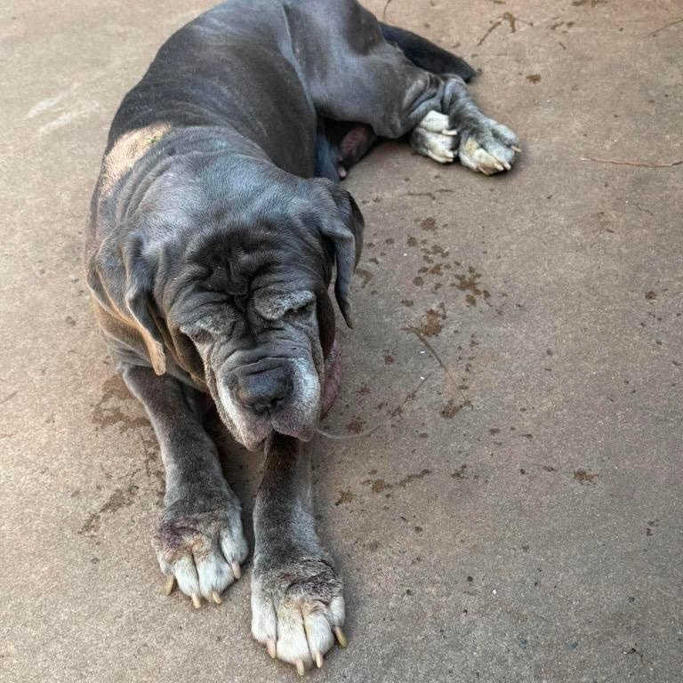 Enlarge Ruby, a Adopted Neapolitan Mastiff in Lexington, NC image 2/3