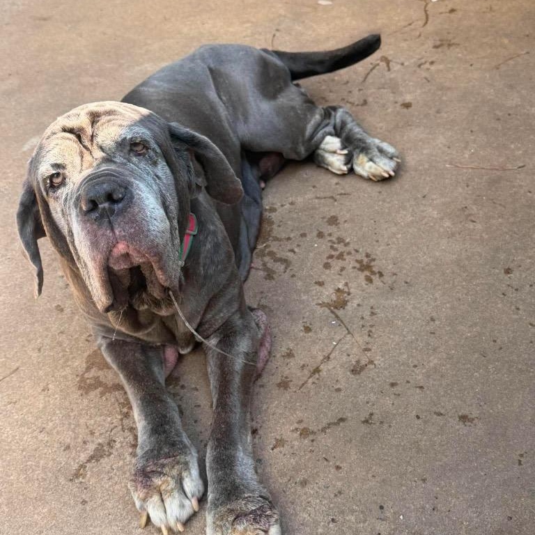 Ruby, Adopted, Senior Female Neapolitan Mastiff.