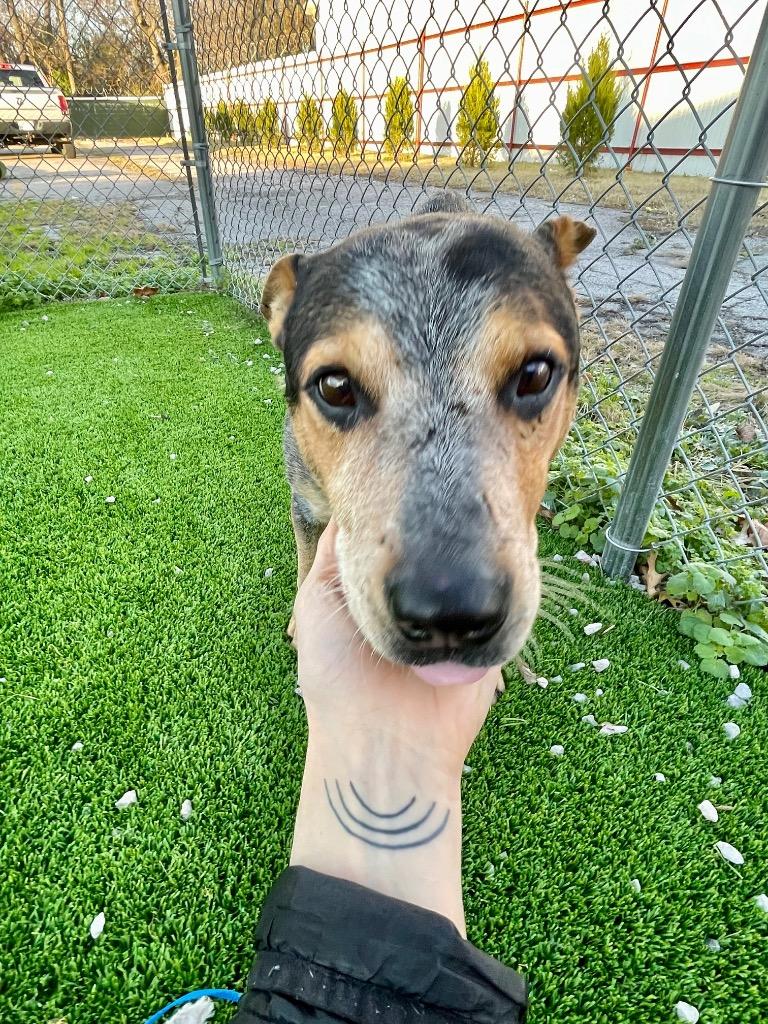 Enlarge Woodrow, a Adoptable Australian Cattle Dog / Blue Heeler in Tulsa, OK image 2/6