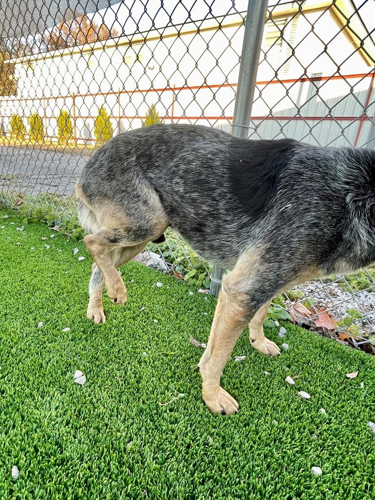 Enlarge Woodrow, a Adoptable Australian Cattle Dog / Blue Heeler in Tulsa, OK image 3/6