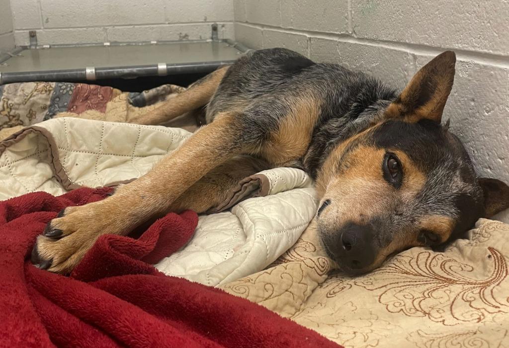 Enlarge Woodrow, a Adoptable Australian Cattle Dog / Blue Heeler in Tulsa, OK image 4/6