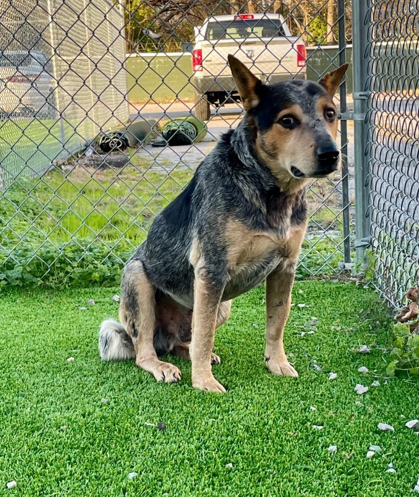 Enlarge Woodrow, a Adoptable Australian Cattle Dog / Blue Heeler in Tulsa, OK image 6/6