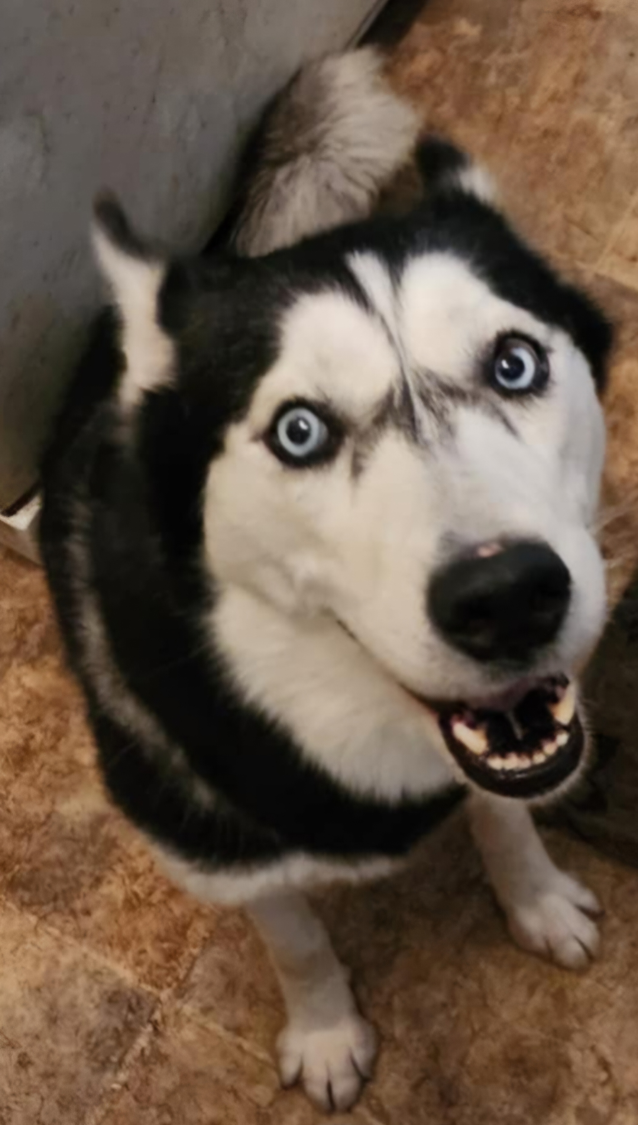 Enlarge Mila, a Adoptable Siberian Husky in Lakeland, FL image 1/1