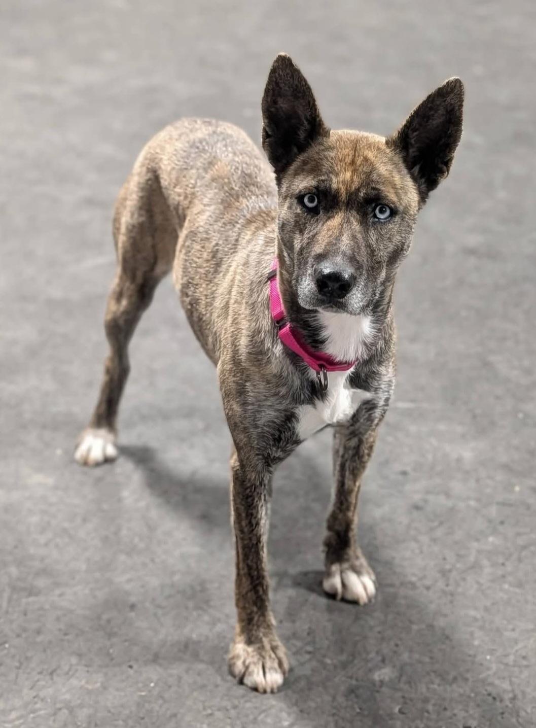 Enlarge Ella, a ADOPTABLE Mixed Breed in Grand Rapids, MI image 2/3