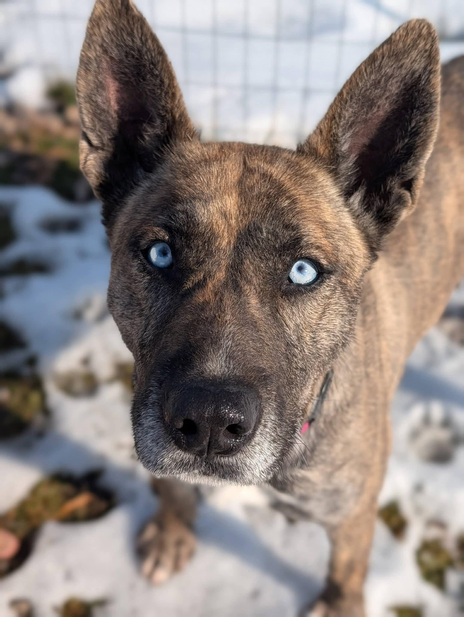 Enlarge Ella, a ADOPTABLE Mixed Breed in Grand Rapids, MI image 3/3