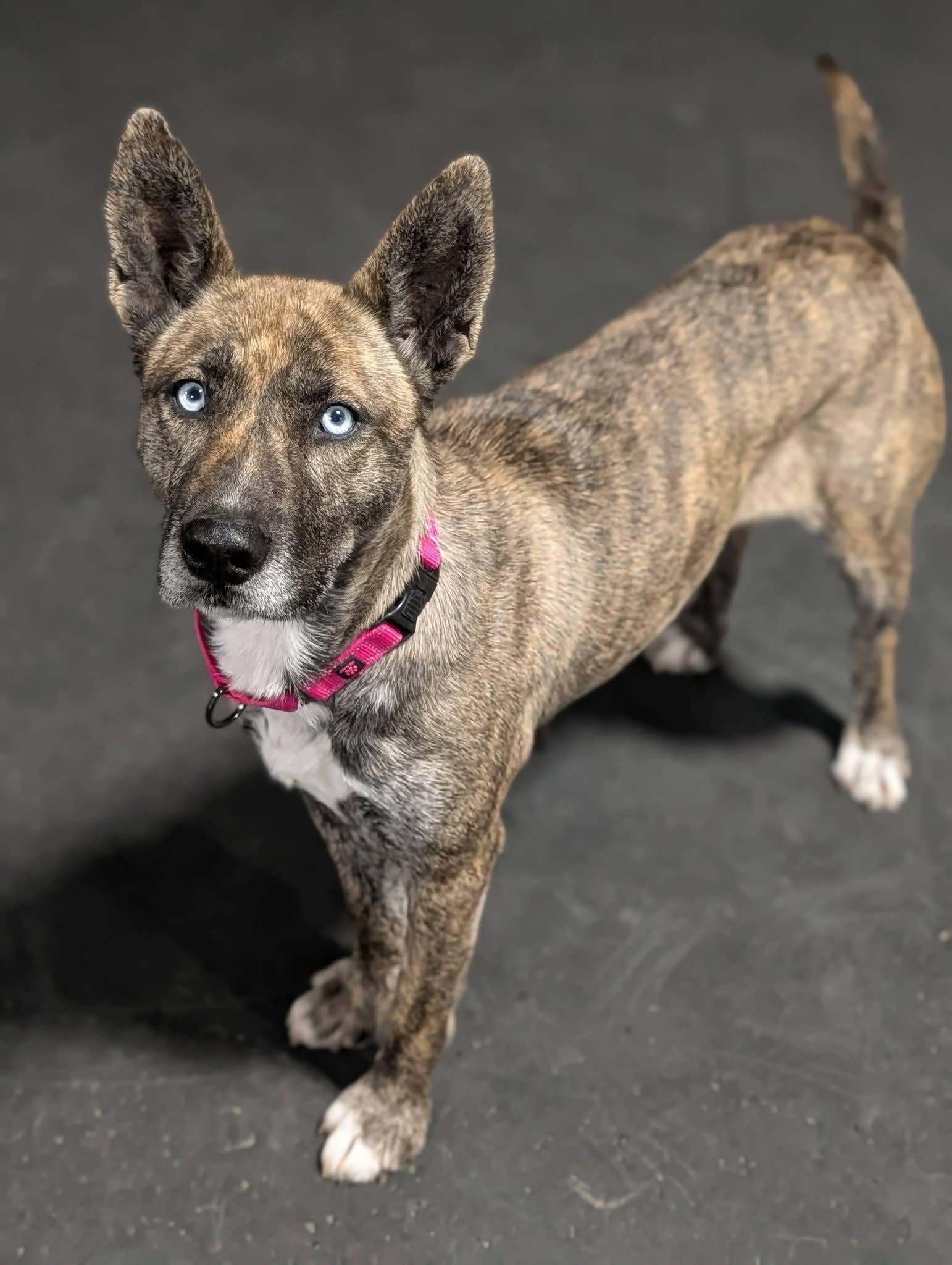 Ella, ADOPTABLE, Young Female Mixed Breed.