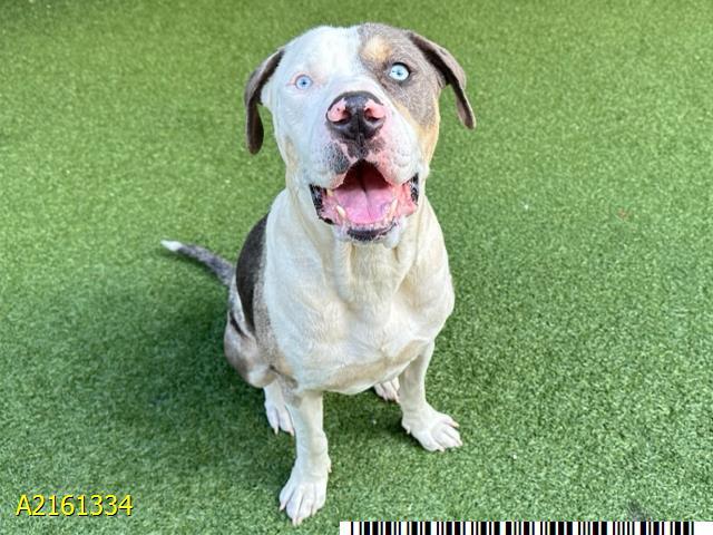 COCONUT, Adoptable, Adult Male Mixed Breed.