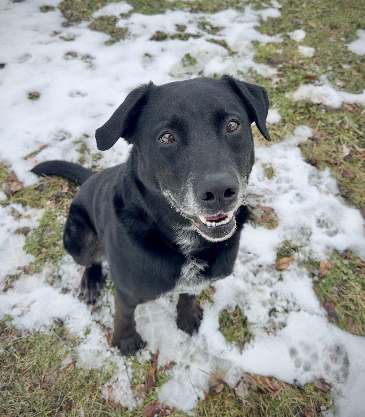 Snoop, Adoptable, Adult Male Labrador Retriever & Australian Cattle Dog / Blue Heeler.
