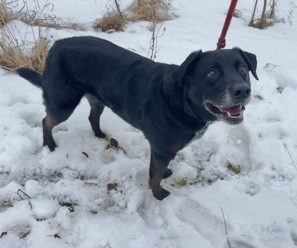 Enlarge Snoop, a Adoptable mixed breed in Williamsburg, IA image 2/2