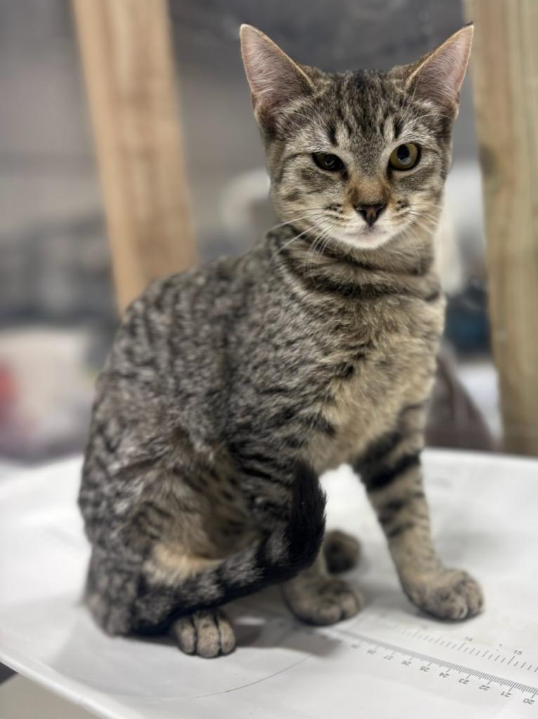Enlarge Marbles, a Adoptable mixed breed in Corpus Christi, TX image 1/1