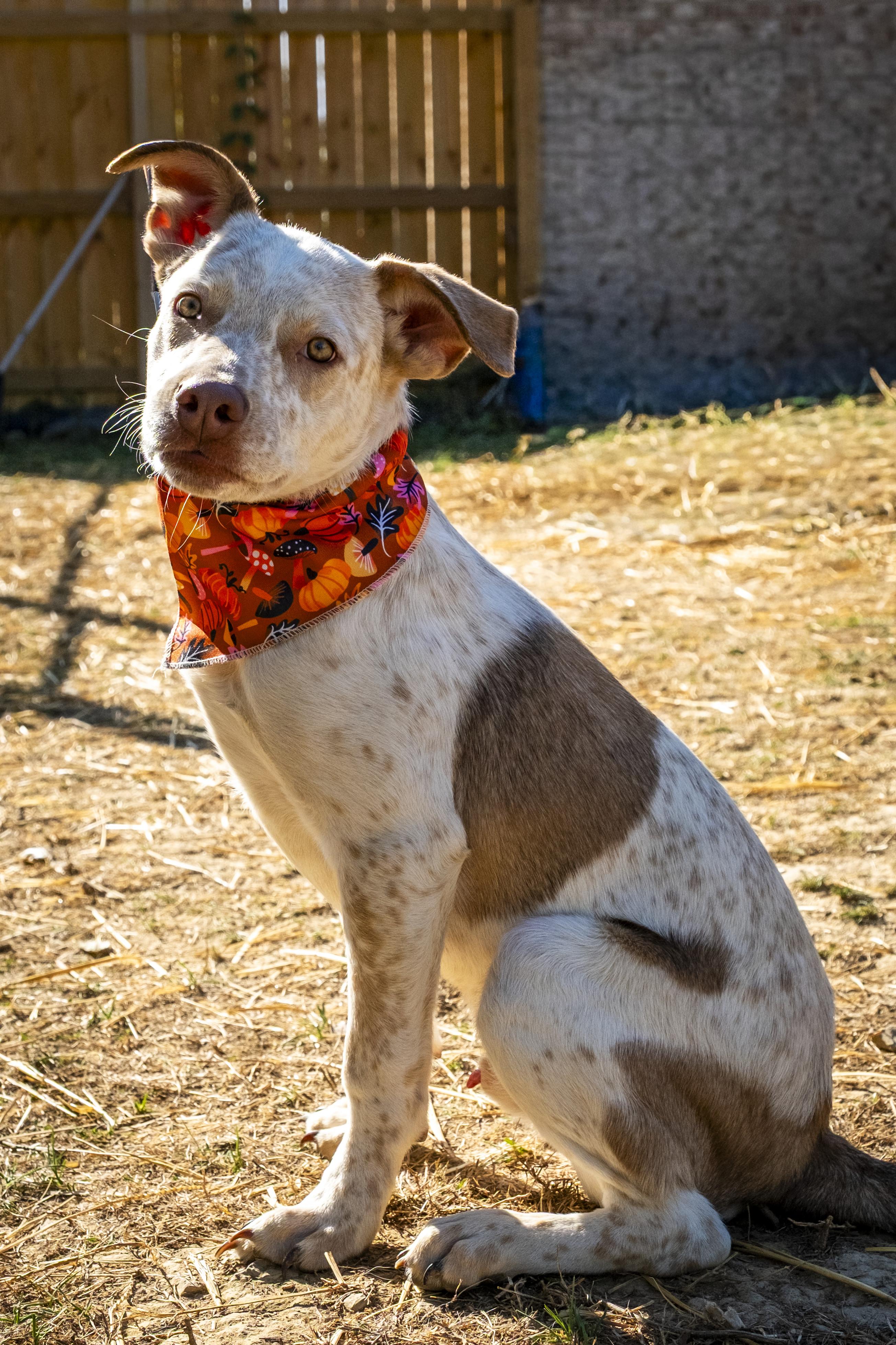 Grover, a Adoptable mixed breed in Muncie, IN image 1/2
