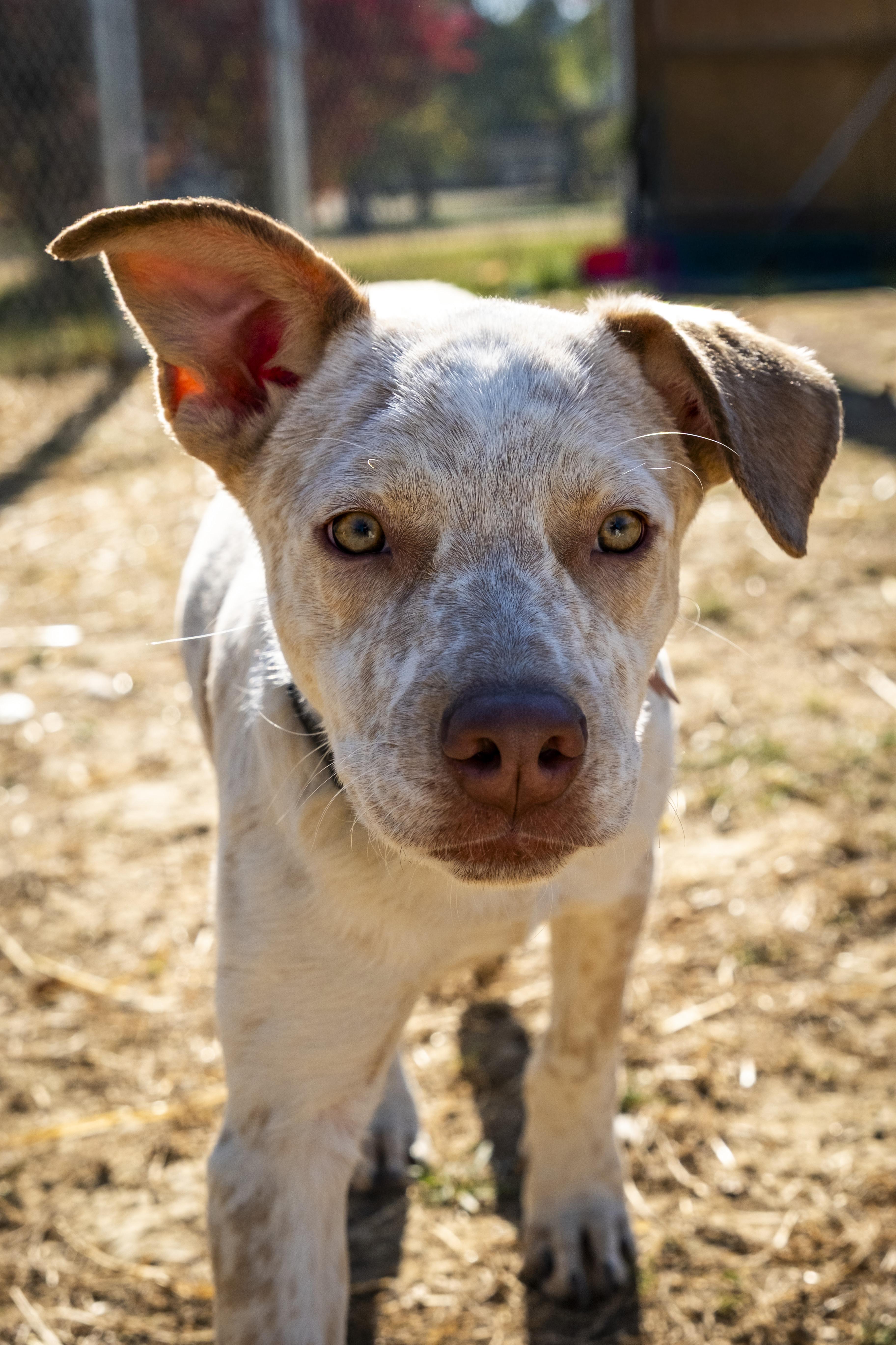 Grover, Adoptable, Young Male Australian Cattle Dog / Blue Heeler & Pit Bull Terrier.