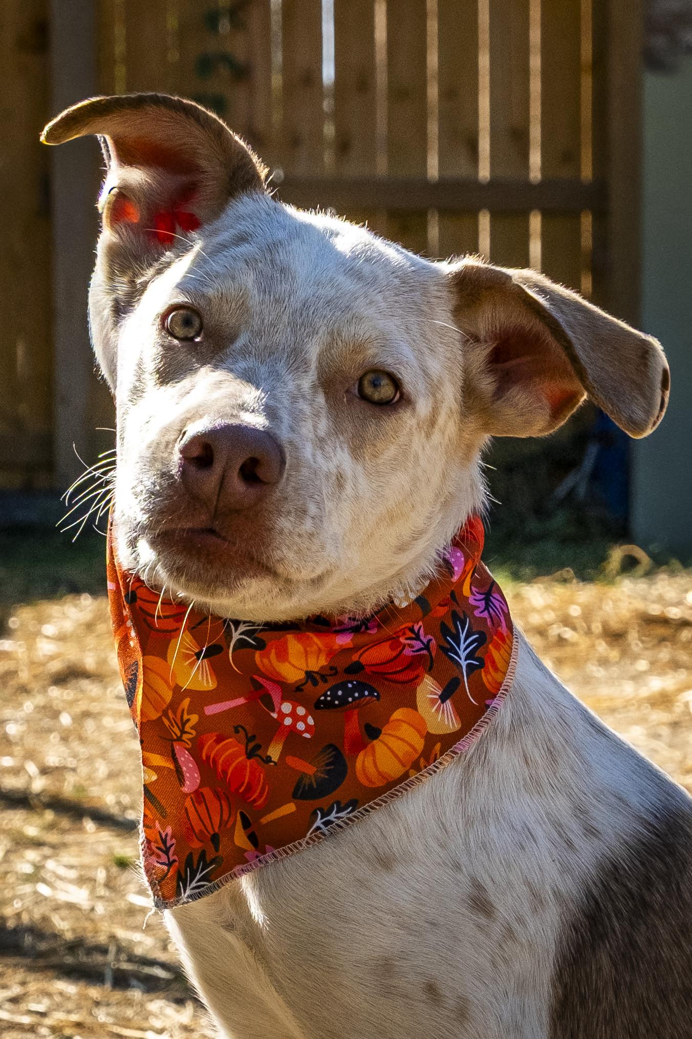 Grover, a Adoptable mixed breed in Muncie, IN image 2/2