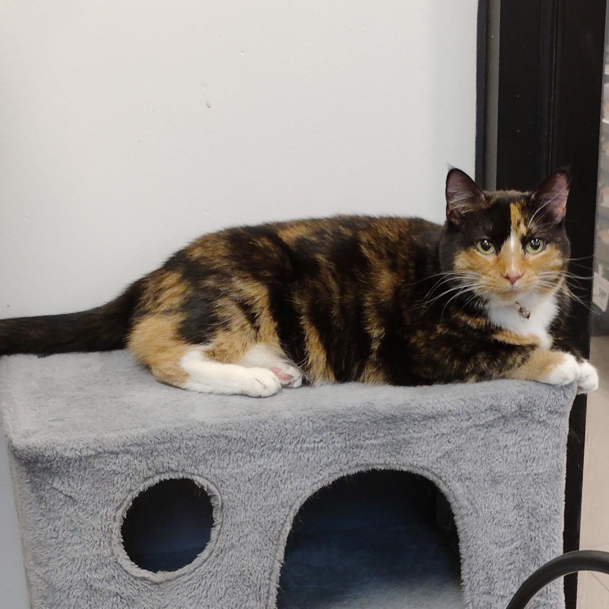 Enlarge Lizzie, an adopted Calico in Rock Hill, SC image 1/2