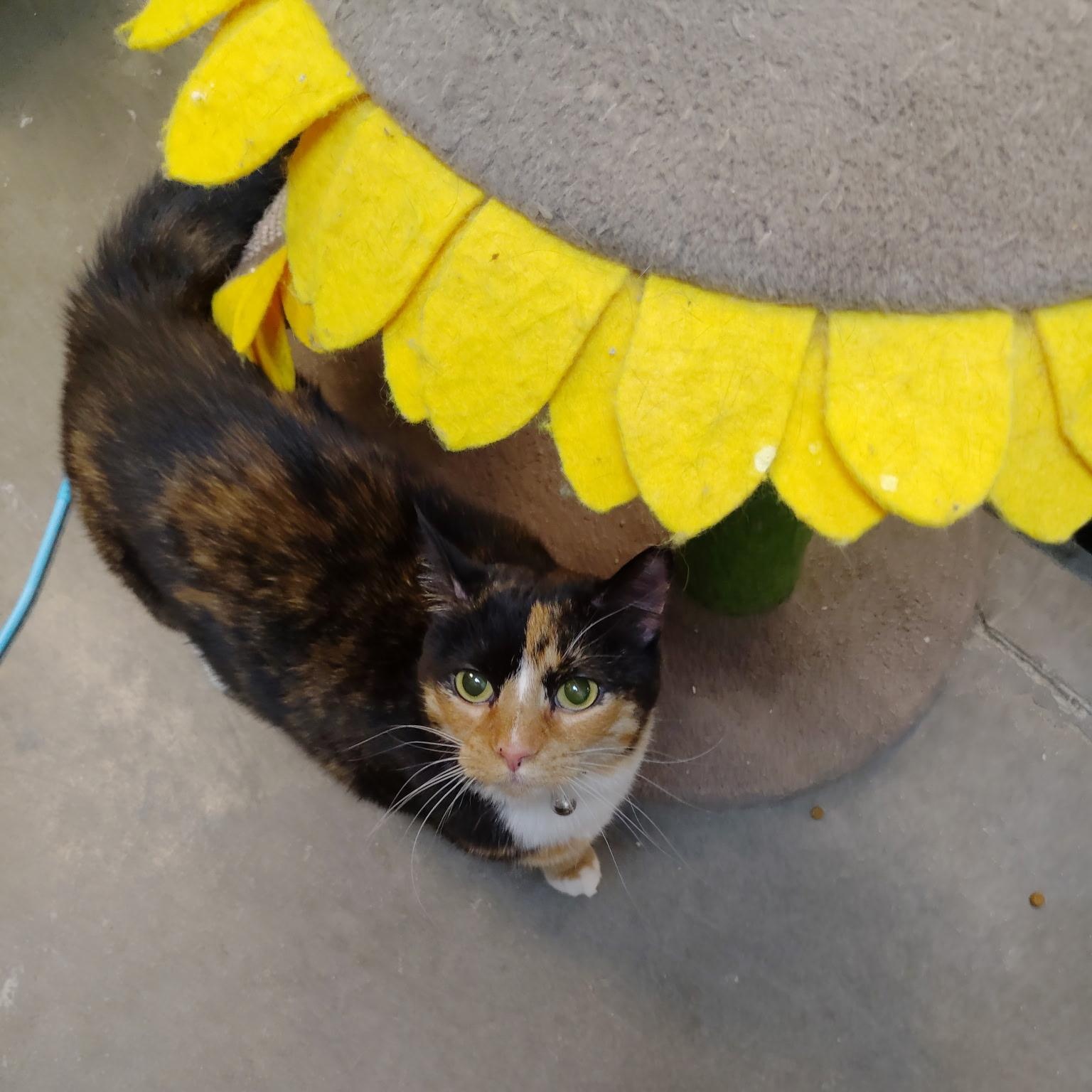 Enlarge Lizzie, an adopted Calico in Rock Hill, SC image 2/2