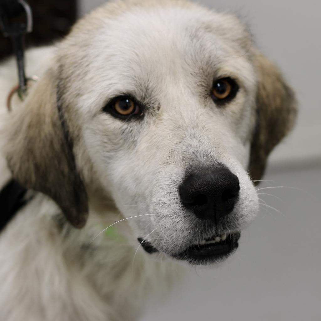 Stone, a Adoptable Great Pyrenees in Tulsa, OK image 1/6