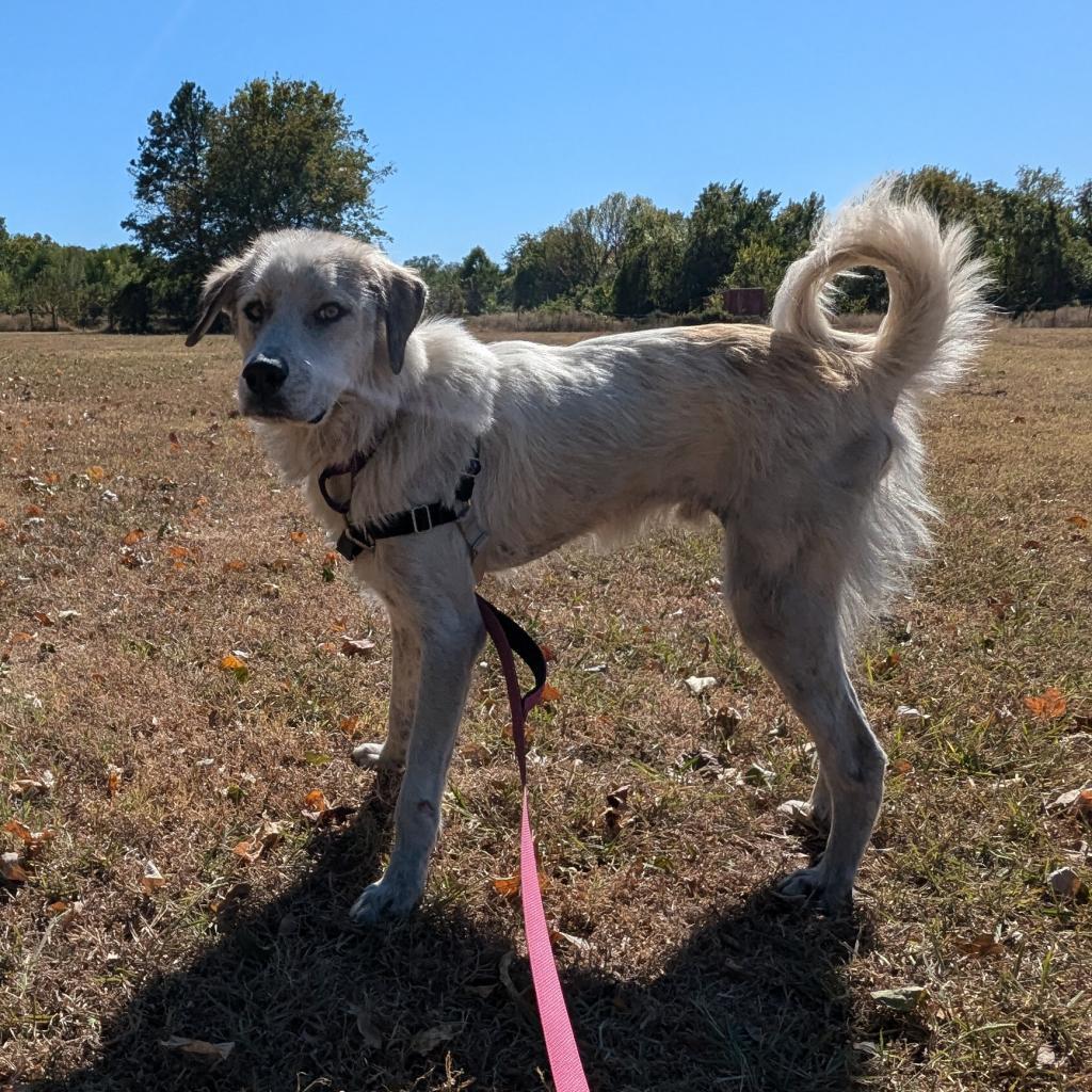 Stone, a Adoptable Great Pyrenees in Tulsa, OK image 2/6