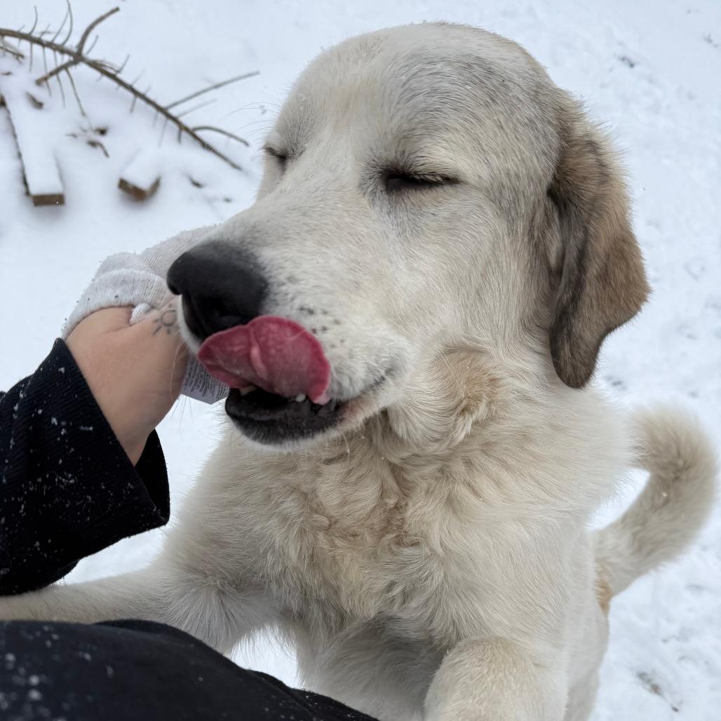 Stone, a Adoptable Great Pyrenees in Tulsa, OK image 3/6