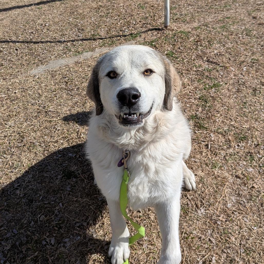 Stone, a Adoptable Great Pyrenees in Tulsa, OK image 4/6