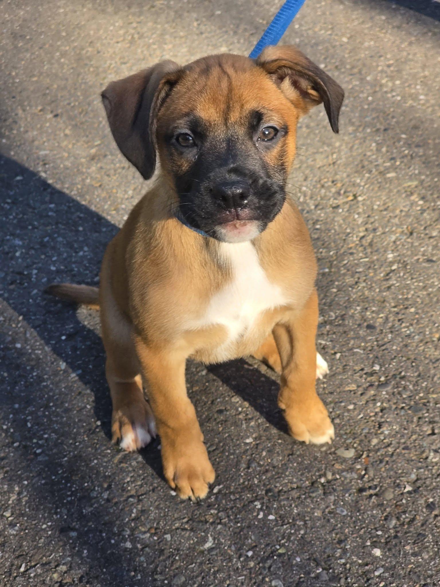 Venus, Adoptable, Young Female Boxer.