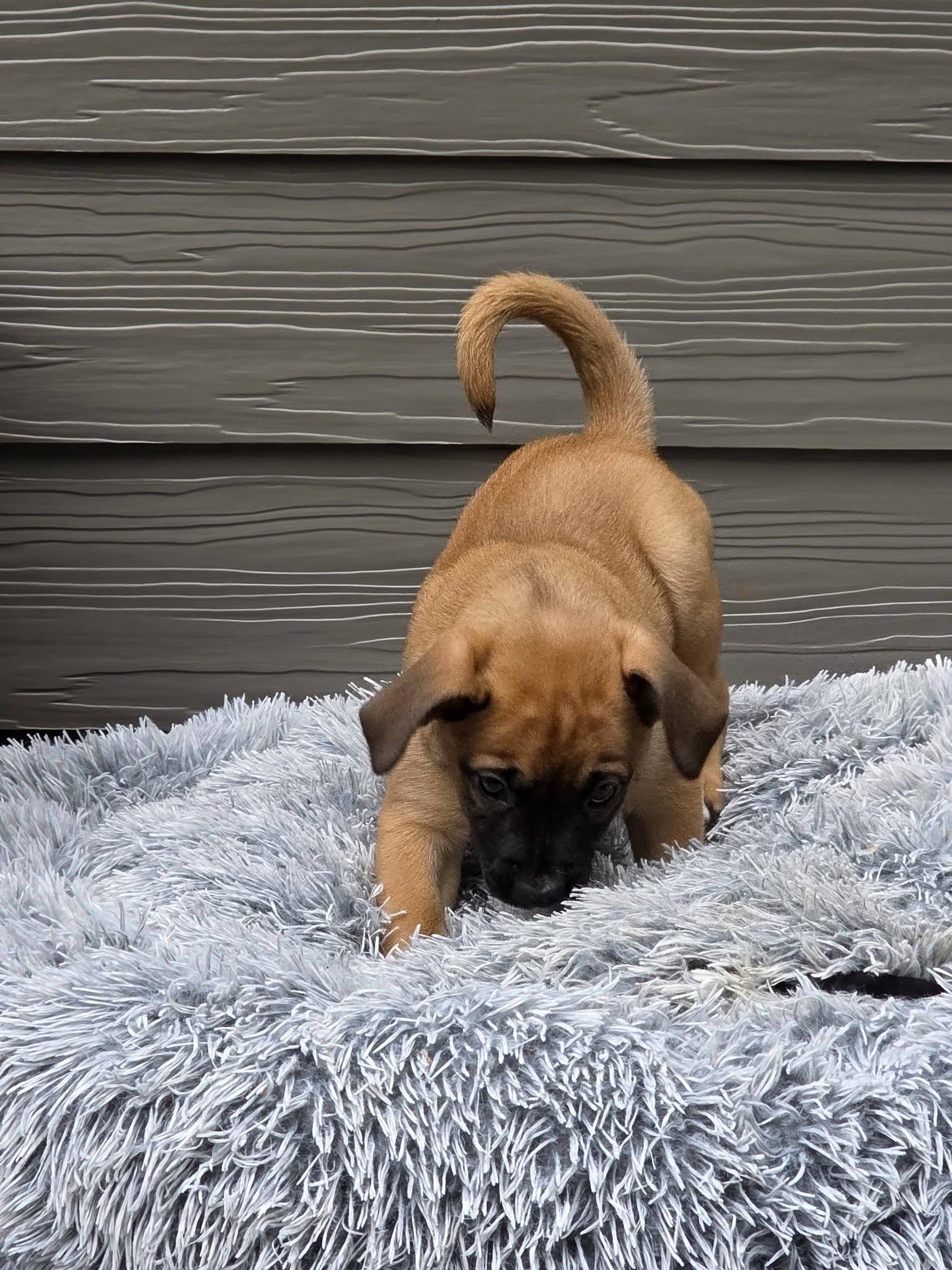Venus, a Adoptable Boxer in McMinnville, OR image 3/3