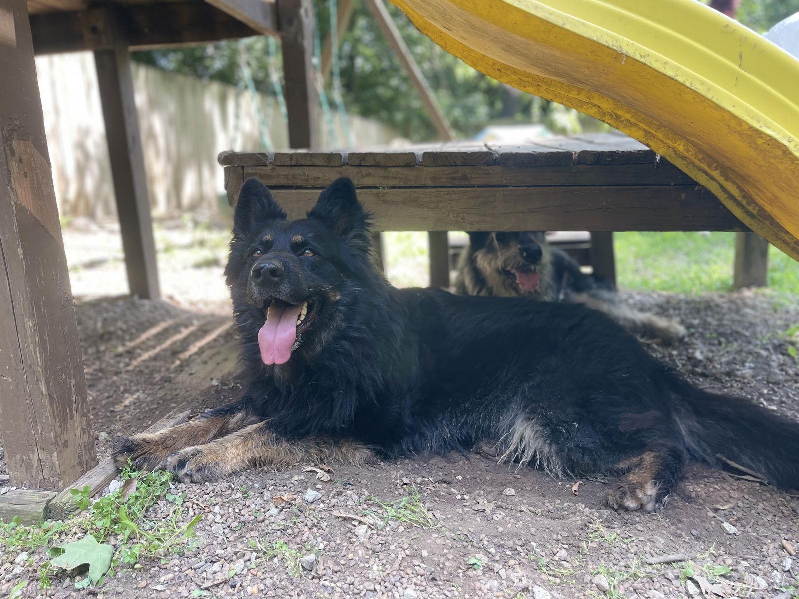 Stormy, Adopted, Adult Female German Shepherd Dog.