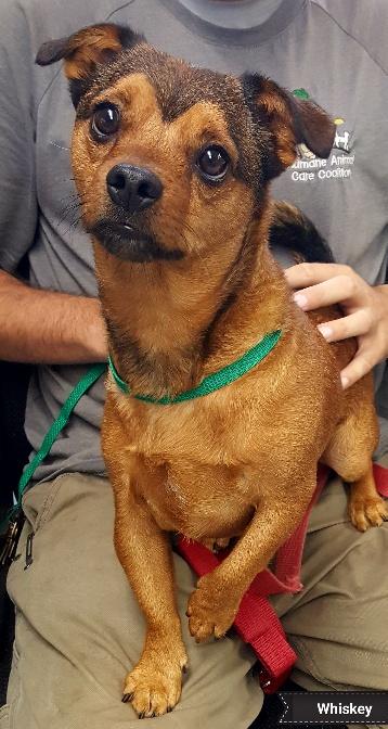 Whiskey, an adoptable Chihuahua in Key Largo, FL, 33037 | Photo Image 1