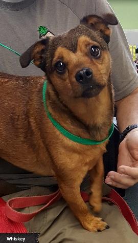 Whiskey, an adoptable Chihuahua in Key Largo, FL, 33037 | Photo Image 5