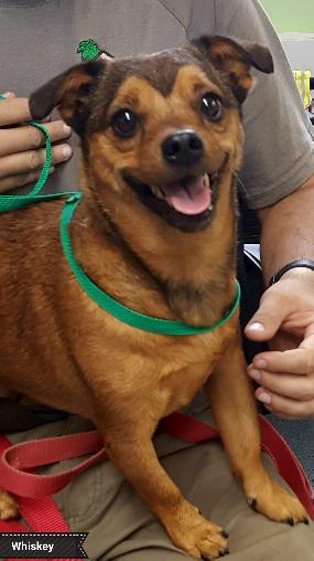 Whiskey, an adoptable Chihuahua in Key Largo, FL, 33037 | Photo Image 4