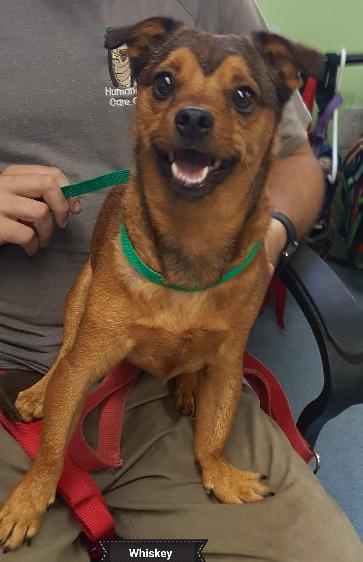 Whiskey, an adoptable Chihuahua in Key Largo, FL, 33037 | Photo Image 3