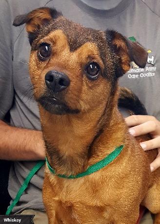 Whiskey, an adoptable Chihuahua in Key Largo, FL, 33037 | Photo Image 2