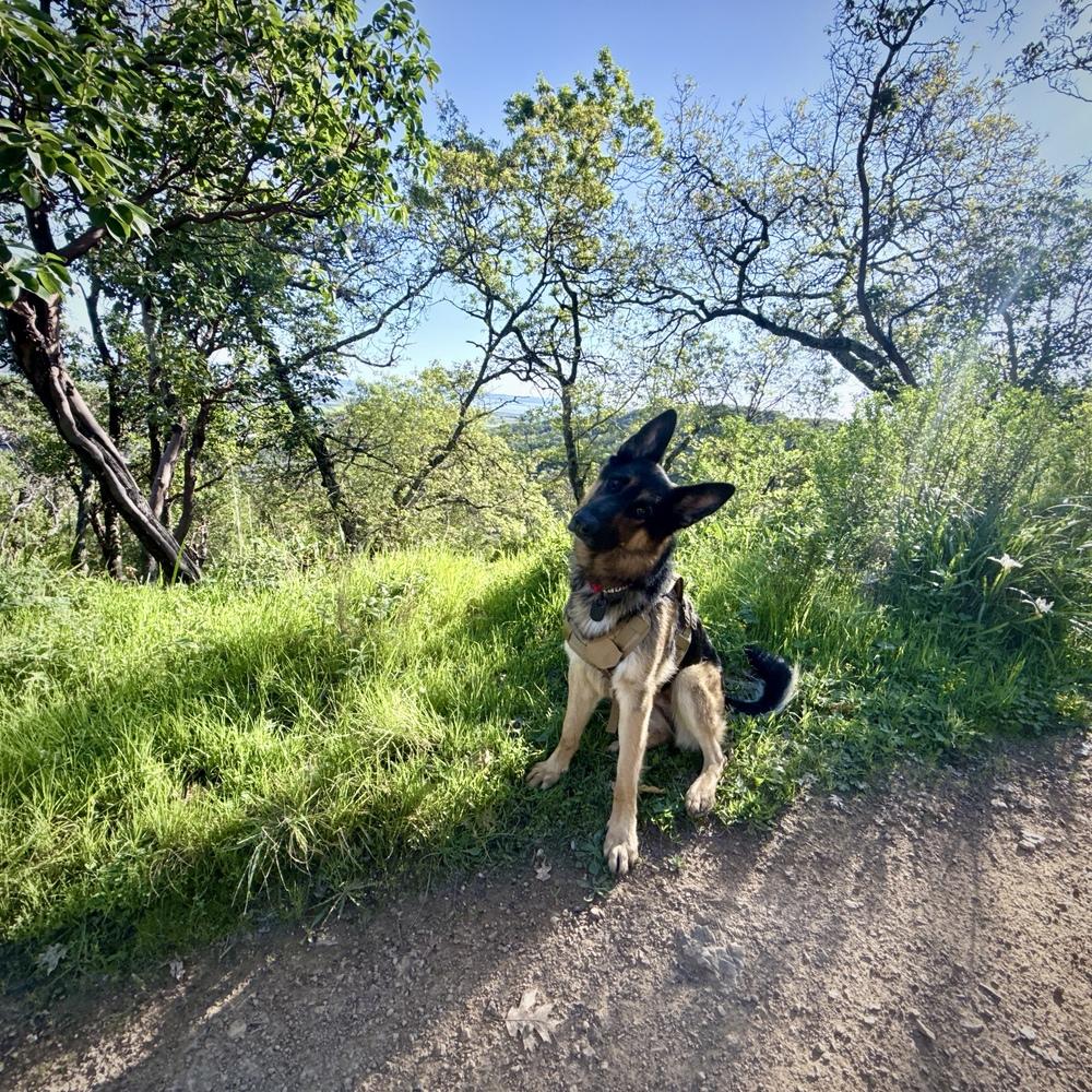 Enlarge Hank, a Adoptable German Shepherd Dog in Fulton, CA image 1/6