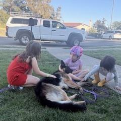 Enlarge Hank, a Adoptable German Shepherd Dog in Fulton, CA image 2/6