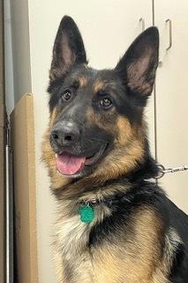 Enlarge Hank, a Adoptable German Shepherd Dog in Fulton, CA image 3/6