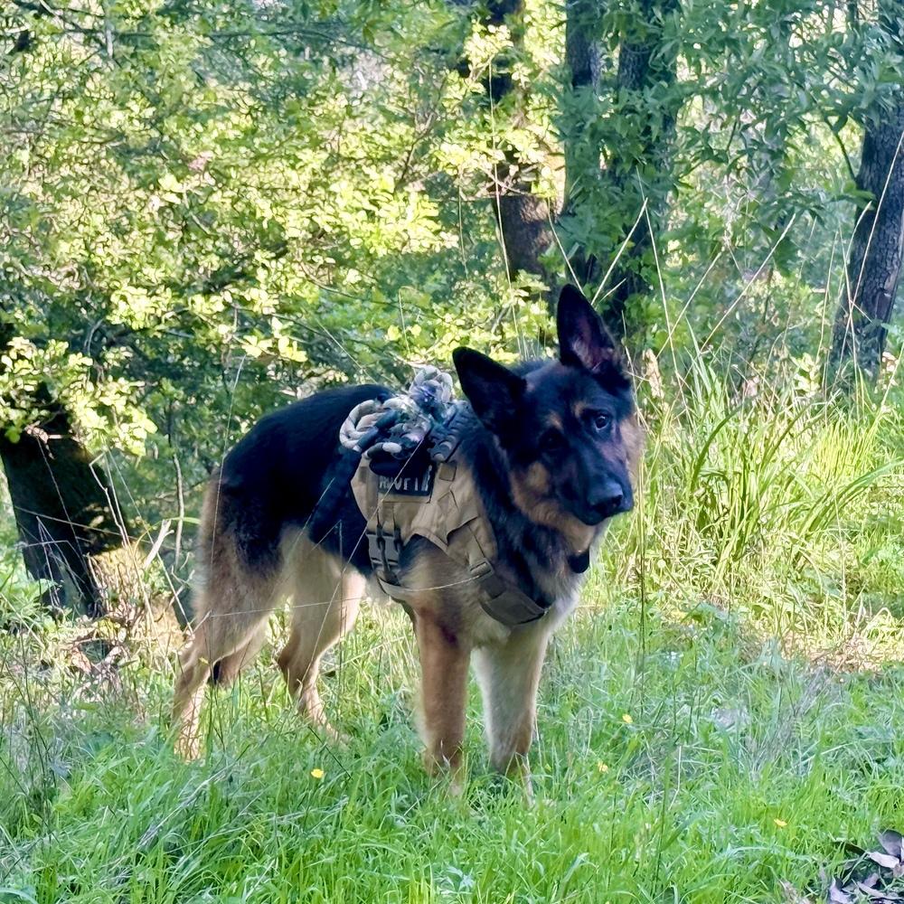 Enlarge Hank, a Adoptable German Shepherd Dog in Fulton, CA image 4/6