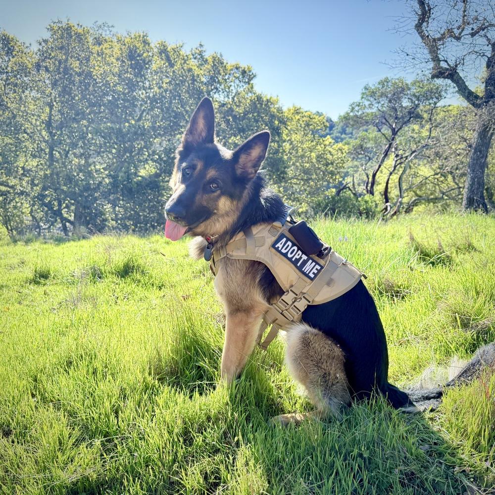 Enlarge Hank, a Adoptable German Shepherd Dog in Fulton, CA image 5/6