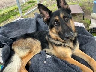 Enlarge Hank, a Adoptable German Shepherd Dog in Fulton, CA image 6/6