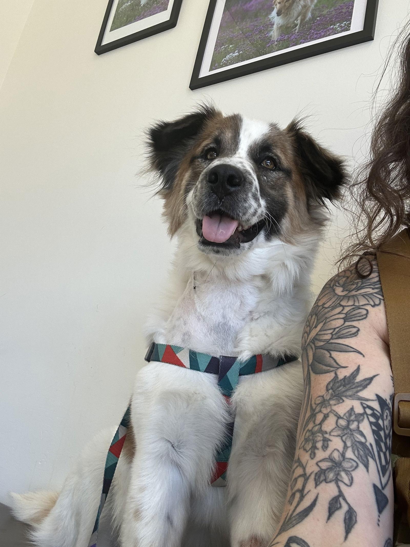 Tango, Adoptable, Young Male Australian Shepherd.
