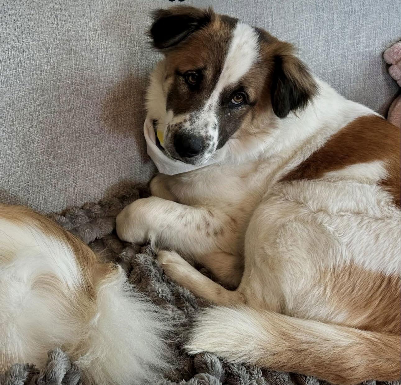 Tango, a Adoptable Australian Shepherd in Seattle, WA image 2/3