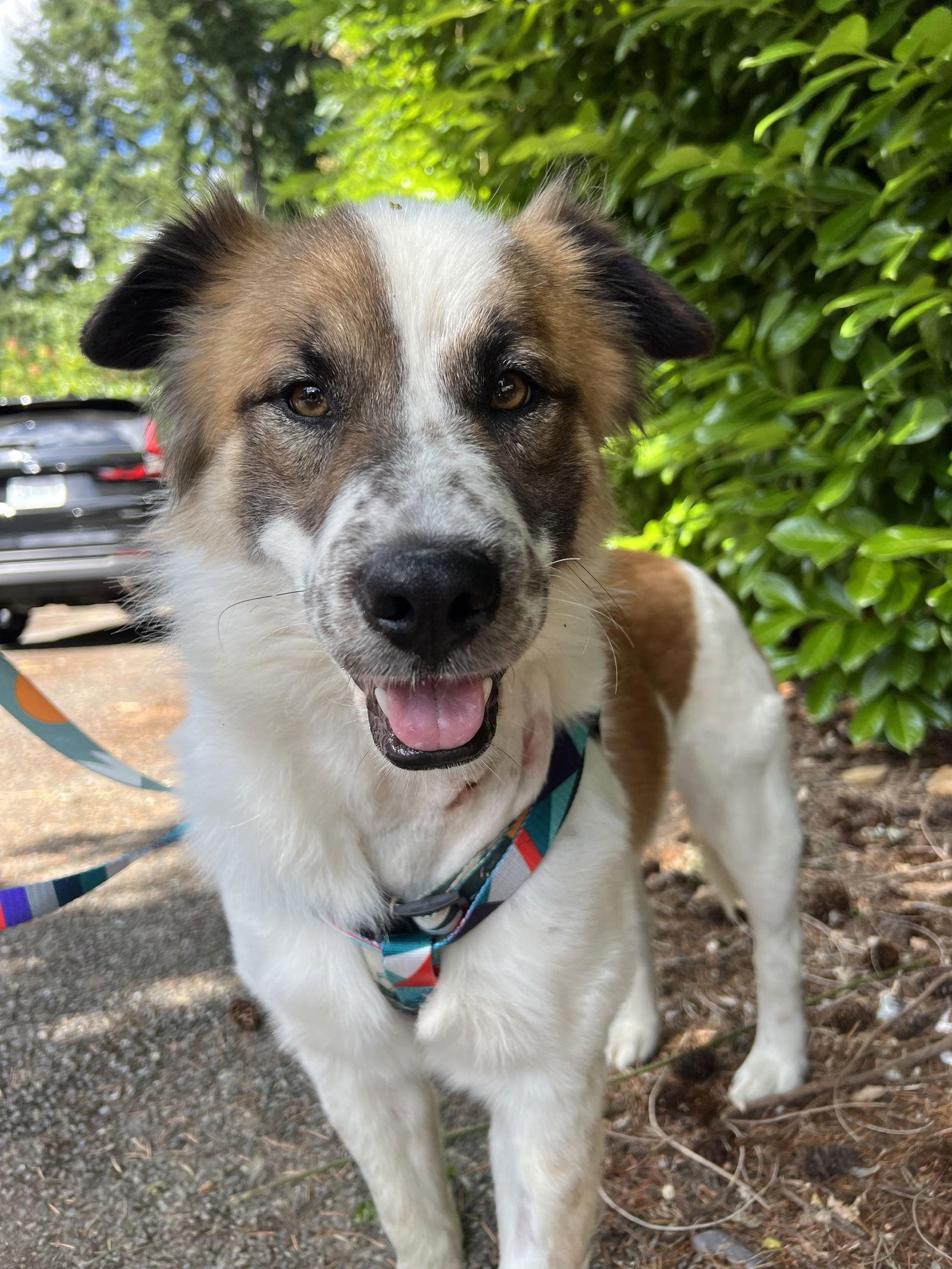 Tango, a Adoptable Australian Shepherd in Seattle, WA image 3/3