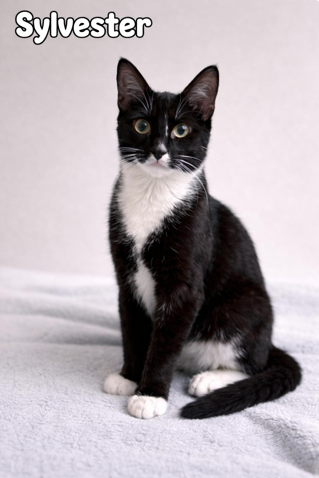 Enlarge Sylvester, a Adoptable Tuxedo in Houston, TX image 2/4